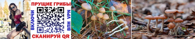 Псилоцибиновые грибы Psilocybe цена Кунгур